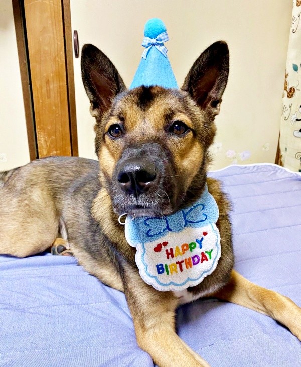 2024年10月1日、1歳の誕生日を迎えたばつ丸くん（画像提供：あやさん）