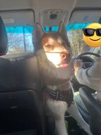 快適ドライブで寝落ち寸前のロズくん