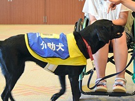 手足の不自由な人を助ける「介助犬」　子どもたちが体験学習会