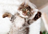 保護から数日後、お風呂に入ってきれいになったルナちゃん（画像提供：なちゅふぉとさん）