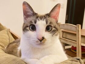 ようやく出会えた小さく痩せてた保護猫　遊び好きに成長！シャム猫ミックス「響」　