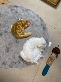 寝姿がシンクロする（奥）きーすけくん、（手前）ポッケちゃん（画像提供：ポッケちゃん）