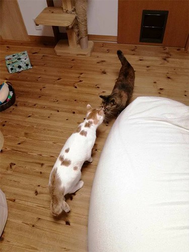 「新入りです、よろしくお願いします」（由美さん提供）