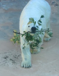もらった木の枝を咥えたバニラ
