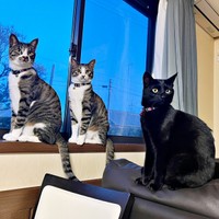 保護から1年（左から）ロッキーくん、チャームくん、ジョンちゃん（画像提供：みぃ～みぃ～ちゃんとジャミラズさん）