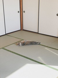 スヤァ…（画像提供：まるぴ と ねこズさん）