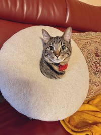 2025年3月19日撮影、生後11カ月のぜんくん（画像提供：お母ちゃん こてつ ぜんさん）