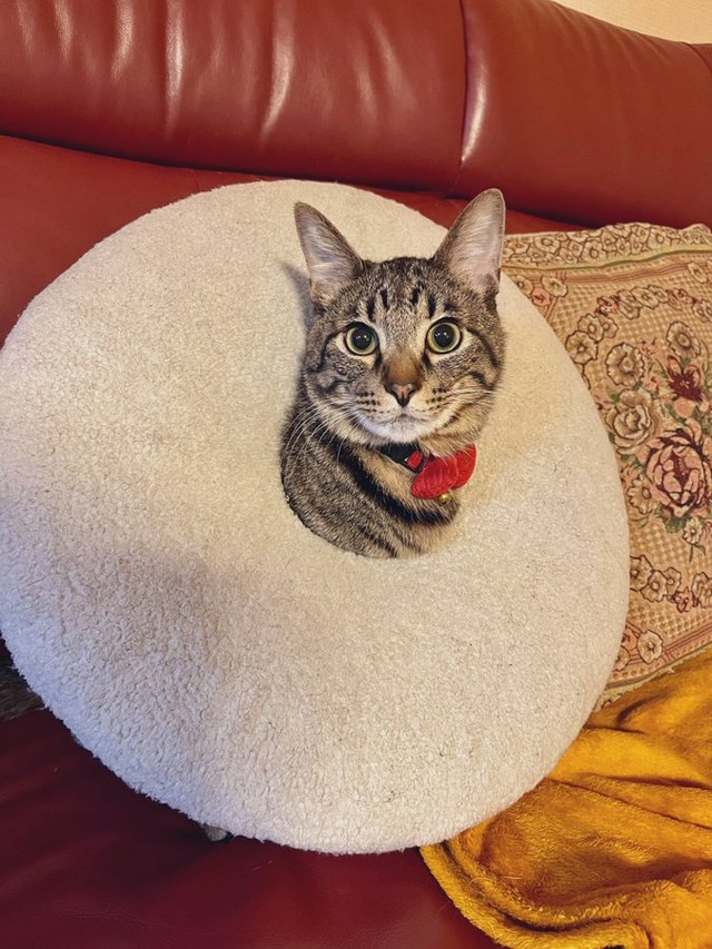 2025年3月19日撮影、生後11カ月のぜんくん（画像提供：お母ちゃん こてつ ぜんさん）