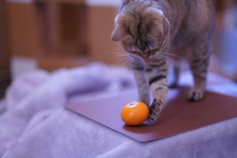 冬の風物詩…　（中田鶏肉店提供）