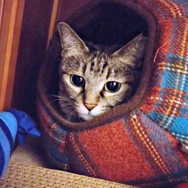 ハウスに入って顔をのぞかせるちあきさん（画像提供：青い人さん）