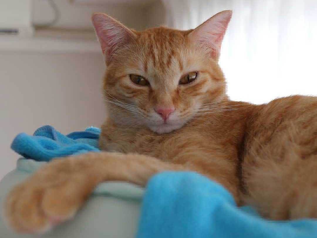 まるで高級わらび餅みたい　トロトロ～な保護猫「プーアル」　