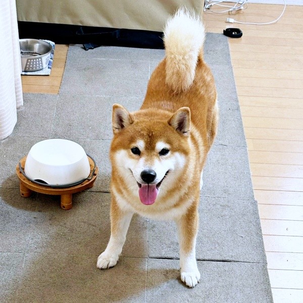 お散歩から帰ってきてニコニコ笑顔のこたろうくん（画像提供：こたろうくん）