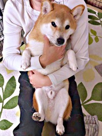 飼い主さんの膝上でまったりするリクくん（画像提供：柴犬リクさん）
