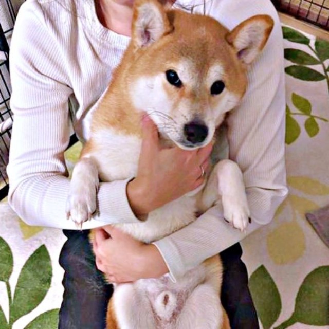飼い主さんの膝上でまったりするリクくん（画像提供：柴犬リクさん）