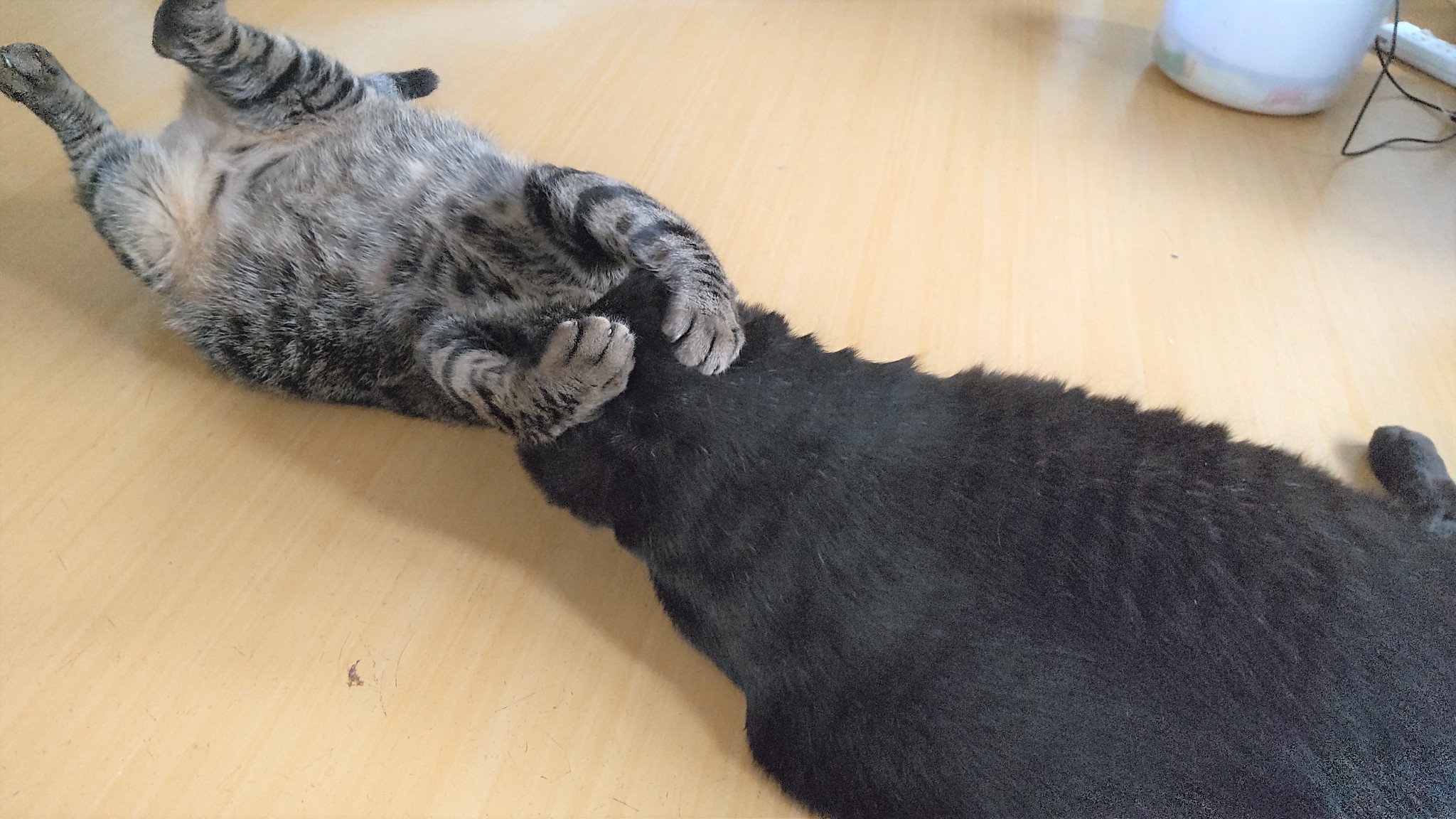 体重MAX12キロの超巨大猫…保護された時は、骨と皮だけのガリガリ状態