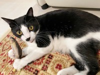 魚のおもちゃで遊ぶかごめちゃん（画像提供：minato.kさん）