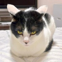 留守番ですねてしまったむすびくんの姿が話題に（画像提供：猫のしお＆むすび、飼い主はろでさん）