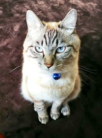 すくすくと成長したリオくん。凛々しいイケニャンになりました（画像提供：めかりんまるさん）