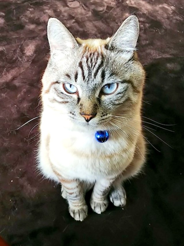 すくすくと成長したリオくん。凛々しいイケニャンになりました（画像提供：めかりんまるさん）