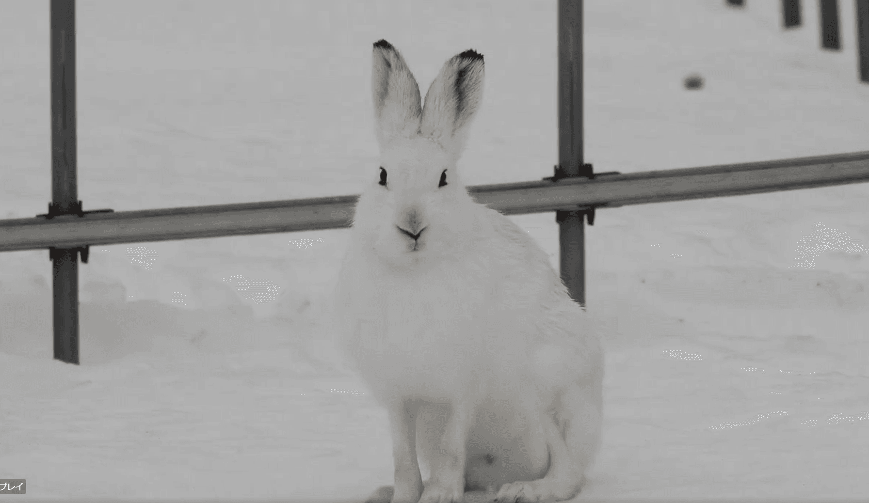 ぱっと見は普通のうさぎ