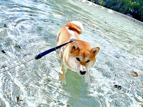 泳ぐのが大好きなちびこちゃん（画像提供：柴犬ちびこさん）