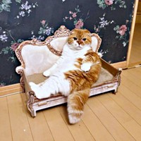 おしゃれな椅子に座るぽんたくん（画像提供：ぽんた師匠さん）