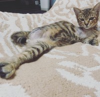 ソファがお気に入り。自分で登れる。＝親兵衛（しんべえ）さん（@shin_bei22）提供