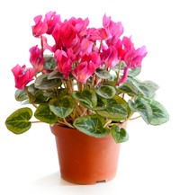 美しく咲いていたシクラメンですが…（Andrew Mayovskyy/stock.adobe.com）※画像はイメージ