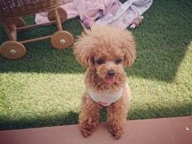 楽しい～♪　おうちドッグランがあるんだよ！　トイプー「りん」