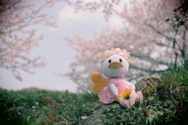 春の日のぬい撮り。「ぬいもーず」のデイジー（ちぇゆさん提供）