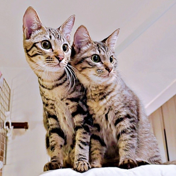 家族に笑顔をもたらした（左から）ひらりくん、ふわりちゃん（画像提供：とららさん）