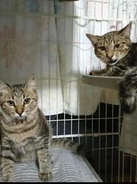 兄妹、いつも一緒＝gatita_himawariさん提供