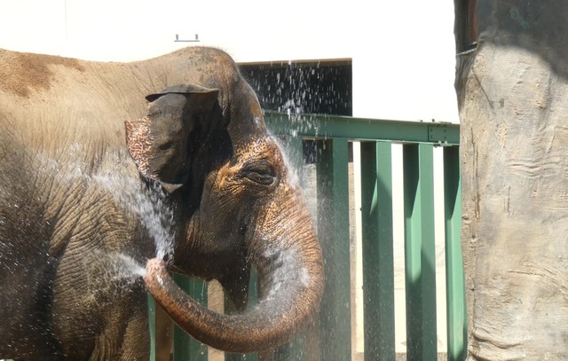 浴びながら鼻からもブシュ―