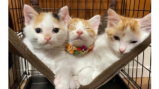 野良猫を「愛され猫」に　不妊去勢手術費用などの寄付を募集　香川・三豊市