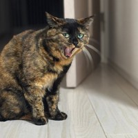 あくびをするうるめちゃん（画像提供：硝子さん）