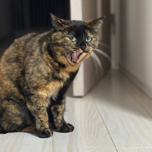 あくびをするうるめちゃん（画像提供：硝子さん）