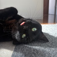 舌ペロ＆へそ天！ かわいいが大渋滞中のあずきちゃん（画像提供：あずきさん）