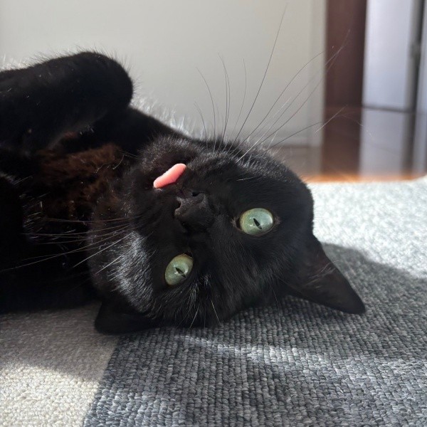 舌ペロ＆へそ天！ かわいいが大渋滞中のあずきちゃん（画像提供：あずきさん）