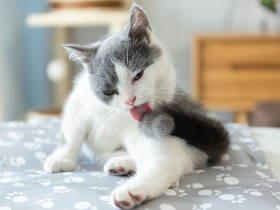 猫の寄生虫対策は、春が始めどき　猫の健康を守るために読んでおきたい寄生虫記事５選
