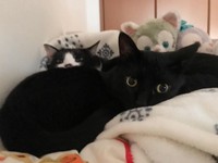 まったり、お兄ちゃんと一緒（手前がはなびちゃん、後ろが虎徹くん）