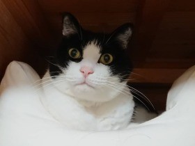 “たまたま”が重なる、不思議なご縁に導かれて家族に　白黒ハチワレ猫「リキ」