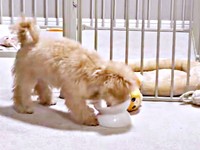 ご飯の器をのぞき込むからあげちゃん（画像提供：からあげという犬さん）