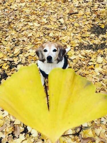 先住ぴーちみたいに、たくさんの経験をしてね　（甲田さん提供）

