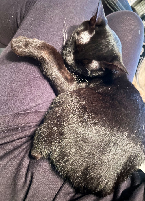 膝の上で甘える姿