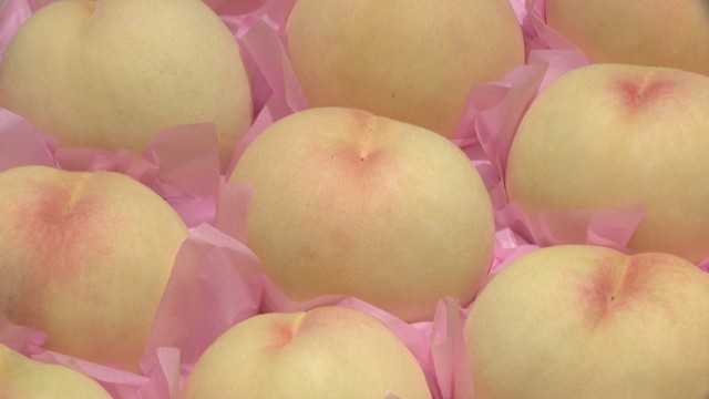 旬の白桃やピオーネなど　JR岡山駅で特別販売