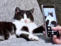 保護からしばらく経過、健康的に成長していったこねぎくん（画像提供：ともさん）