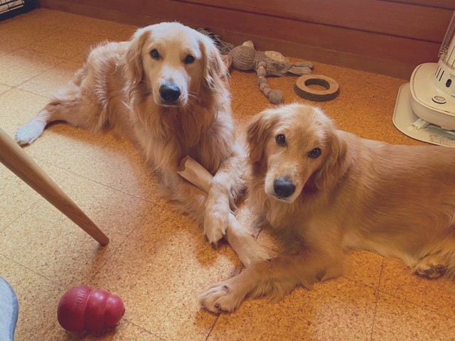 ユズちゃん（右）とジンくんはとても仲が良かった（提供写真）