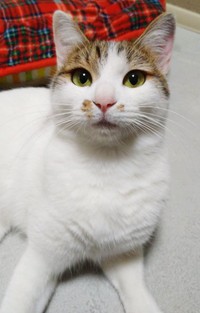 甘えたような表情を浮かべる愛らしいミルちゃん（画像提供：こうめさん）