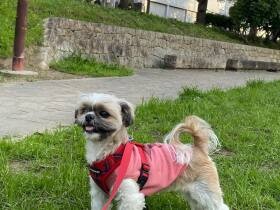 末っ子シー・ズー「マリ」も気づけば11歳　元気に楽しい経験をこれからも！