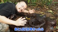 見頃が2～3日ほどしかないラフレシア。しおれると真っ黒に…。